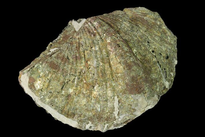Pyrite Replaced Brachiopod (Paraspirifer) Fossil - Ohio #145625